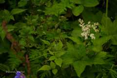 Filipendula vestita